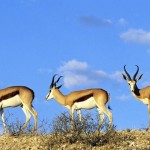 محکمہ جنگلات پنجاب کے پارک سے ایک کروڑ روپے مالیت کے ہرن غائب