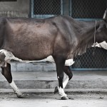 بھارت، گائے کے تحفظ کے لیے ایک نیا قدم