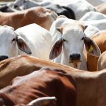 گو شت حلال، شوربہ حرام ۔۔۔ مہاراشٹر میں بیف کھانے کی آزادی، لیکن کاٹنا جرم