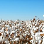 زرعی شعبے سے حکومتی بے اعتنائی و موسمی تغیرات بدترین خشک سالی کاسامنا،کاشکار بے حال