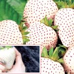 جاپان میں اگنے لگی نایاب 'سفید' اسٹرابری