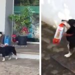 دکان سے اپناکھانا خود لانے والا کتا