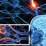 دماغ کی سب سے تفصیلی تصاویر‘انسانی سوچ کیسے سفر کرتی ہے؟