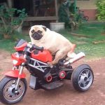 الیکٹرانک موٹر بائیک چلانے کا ماہر کتا