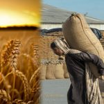 سنتا جا شرماتا جا؛ محکمہ خوراک کے 70 افسران ڈھائی ارب کی گندم ڈکار گئے