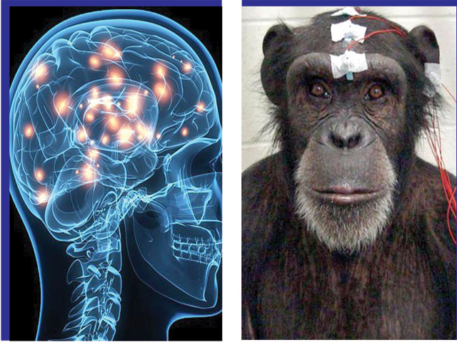 بندر کے دماغ میں معلومات براہ راست داخل کرنے کا کامیاب تجربہ
