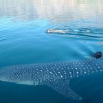 شیکسپیئر سے بھی بوڑھی شارک دریافت