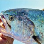 مشین گن فائرنگ جیسی آواز نکالنے والی مچھلی