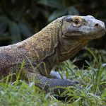 چھپکلی کے خون میں جراثیم کش دوا