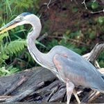 آرکٹک میں برف کی کمی سے سمندری  بگلے ختم ہورہے ہیں، سائنسدان