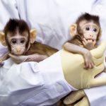 پہلی بار دو بندروں کی کلوننگ