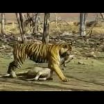 شیر اور چیتے سے بچنے کی سائنسی تکنیک کیا ہے؟