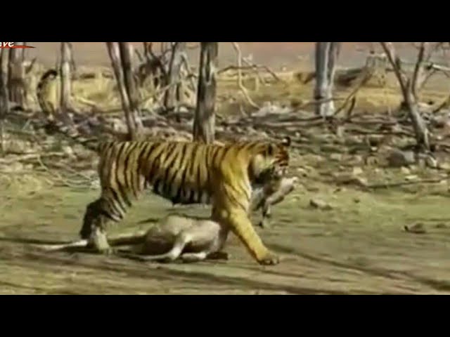 شیر اور چیتے سے بچنے کی سائنسی تکنیک کیا ہے؟