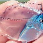 انوکھی مچھلی کی دریافت