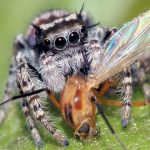 مکڑیاں سالانہ کتنا گوشت کھاتی ہیں؟  جان کر آپ کے رونگٹے کھڑے ہو جائیں گے