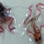 ر وس میں انوکھے مینڈک دریافت