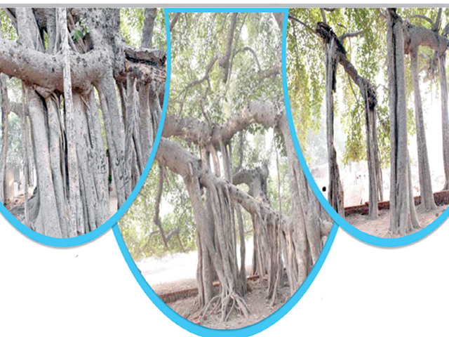 پاکستان میں برگد کا سب سے بڑا اور قدیم ترین درخت
