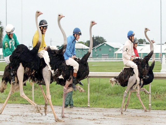 شتر مرغ دوڑ:کھیلوں کی دنیا میں ایک منفرد پہچان