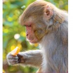 جنگلی بندر بادام توڑنے کے لیے اوزار استعمال کرنا کیسے سیکھے؟