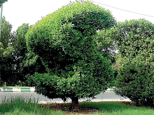 کراچی میں درجہ حرارت میں اضافے کاسبب کونوکارپس درخت