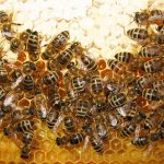 اسکاٹ لینڈ میں چور فارم سے 60 ہزار شہد کی مکھیاں لے اُڑا