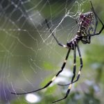 یونان کی جھیل پر مکڑیوں نے 1000 میٹر طویل جالے بْن دیے