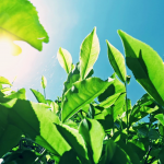 بھارت، چنی جانیوالی نایاب چائے کی قیمت 18ہزارروپے کلو