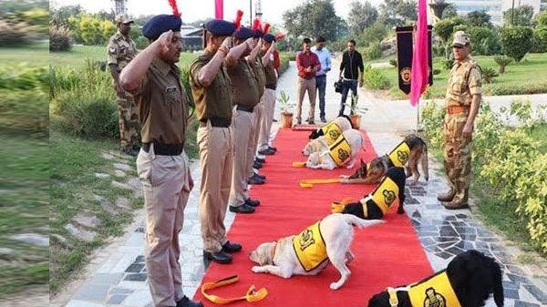 بھارت میں سات کتے اعلیٰ فوجی اعزاز کے ساتھ ریٹائرڈ