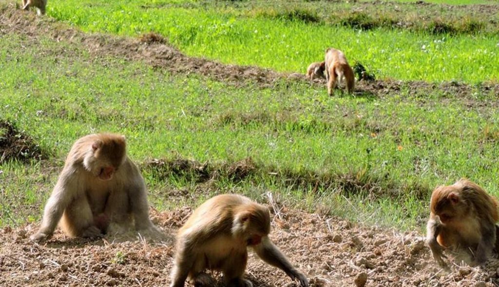 بھارتی کسان نے بندروں کو ڈرانے کیلئے پالتو کتے کو چیتا بنا دیا