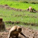 بھارتی کسان نے بندروں کو ڈرانے کیلئے پالتو کتے کو چیتا بنا دیا