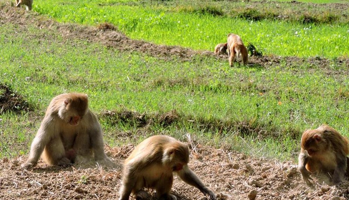 بھارتی کسان نے بندروں کو ڈرانے کیلئے پالتو کتے کو چیتا بنا دیا