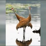 سائبیریا سے ہجرت کرنیوالے ہزاروں پرندے منگلا ڈیم اور ہیڈ رسول پہنچ گئے