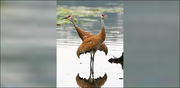 سائبیریا سے ہجرت کرنیوالے ہزاروں پرندے منگلا ڈیم اور ہیڈ رسول پہنچ گئے