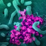 نئے نوول کورونا وائرس میں جینیاتی تبدیلی کی رفتار فلو سے سست قرار