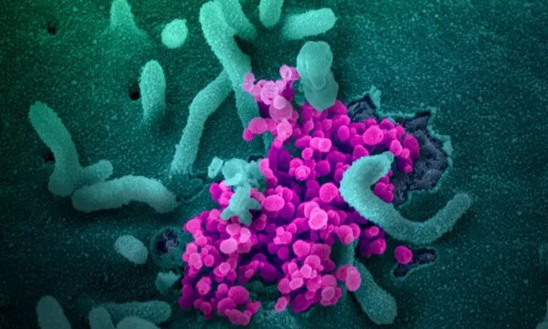نئے نوول کورونا وائرس میں جینیاتی تبدیلی کی رفتار فلو سے سست قرار