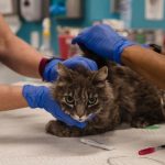 امریکا میں پہلی مرتبہ بلیوں میں کورونا وائرس کی تشخیص