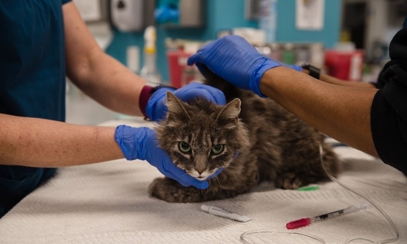 امریکا میں پہلی مرتبہ بلیوں میں کورونا وائرس کی تشخیص