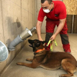 فرانس میں کتوں کے ذریعے کورونا ٹیسٹنگ کا تجربہ،سونگھ کر نشاندہی کریں گے