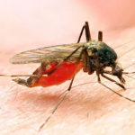 برطانیا ، کینیا کے سائنسدانوں کی ٹیم کا ملیریا سے مکمل نجات کے حوالے سے بڑی کامیابی کا دعویٰ