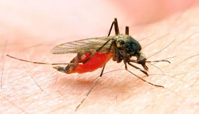 برطانیا ، کینیا کے سائنسدانوں کی ٹیم کا ملیریا سے مکمل نجات کے حوالے سے بڑی کامیابی کا دعویٰ