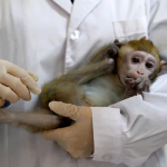 کورونا ویکسین کے بندروں پر تجربے کے حوصلہ افزا نتائج سامنے آگئے