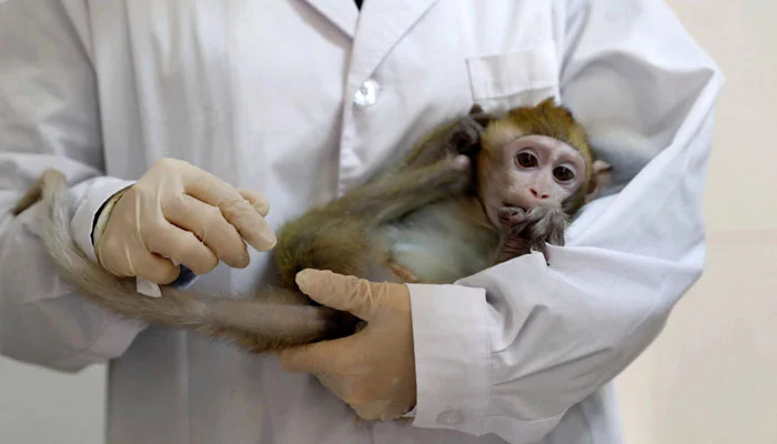 کورونا ویکسین کے بندروں پر تجربے کے حوصلہ افزا نتائج سامنے آگئے