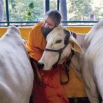 بھارت میں گائے ذبح کرنے پر دس سال قید،پانچ لاکھ جرمانہ،قانون منظور