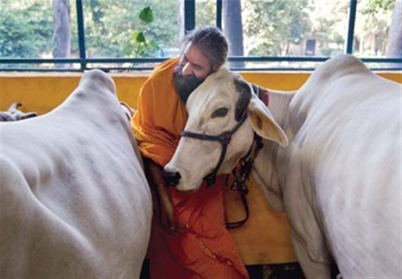 بھارت میں گائے ذبح کرنے پر دس سال قید،پانچ لاکھ جرمانہ،قانون منظور