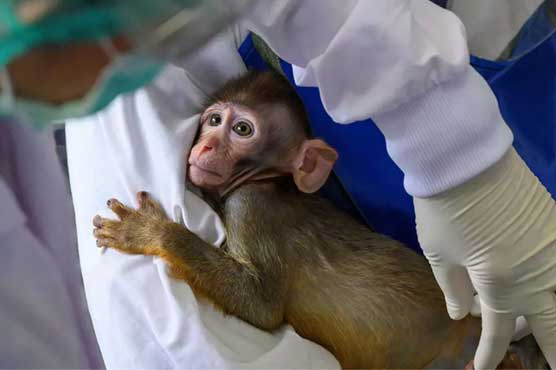 چین ،ویکسین کی کھوج کے دوران بندروں کی طلب میں اضافہ
