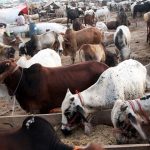 عیدالاضحی پر کانگو بخار کا خدشہ، قومی ادارہ صحت نے ہدایات جاری کردیں