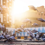 کیمرہ مین کی حرم مکی کے کبوتروں کی تصاویر بناکر اس پہلوکواجاگرکرنے کی کوشش