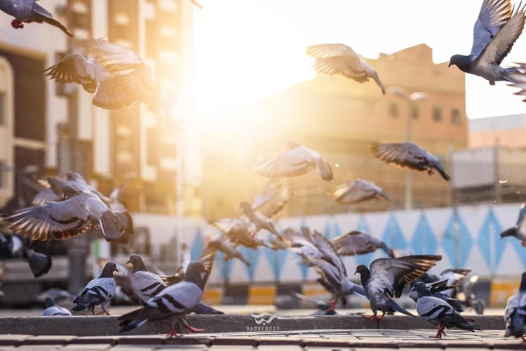 کیمرہ مین کی حرم مکی کے کبوتروں کی تصاویر بناکر اس پہلوکواجاگرکرنے کی کوشش