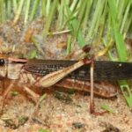 سندھ میں پھر فصلوں پر ٹڈی دل کے حملے کا خدشہ