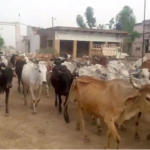 بھارت میں گائے کی پر اسرار ہلاکتیں،مزید 14ہلاکتوں کے بعد تعداد94ہوگئی